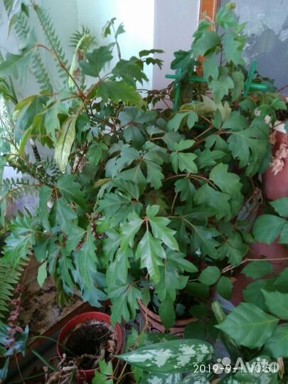 Цветы в горшках