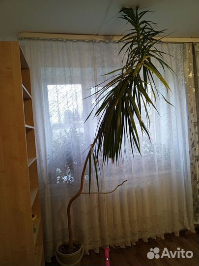 Пальма драцена