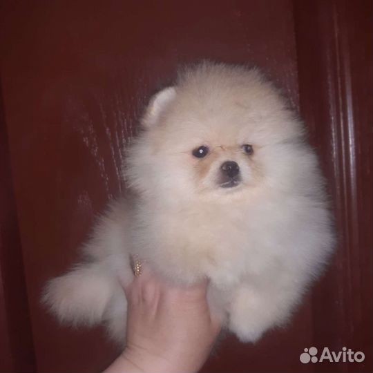 Мишки малышки