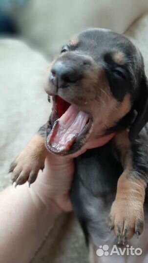 Кроличья такса