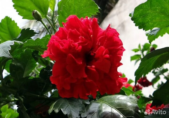 Гибискус махровый красный