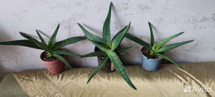 Алоэ столетник