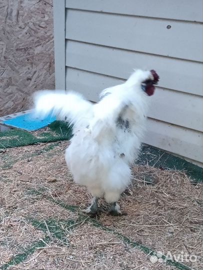 Петух порода китайская шёлковая