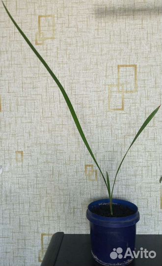 Финиковая пальма