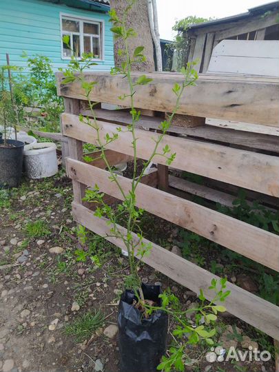 Понцирус Дикий лимон Семена Саженцы