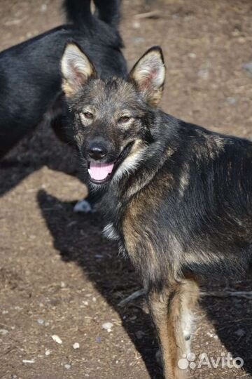 Собаки в добрые руки