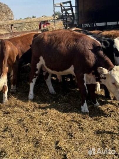 Бычки герефорды