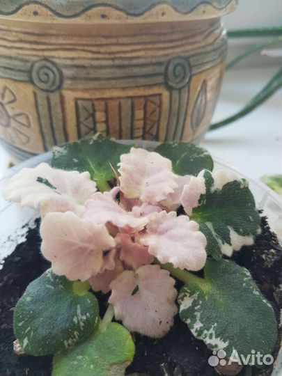 Фиалки пестролистные сортовые