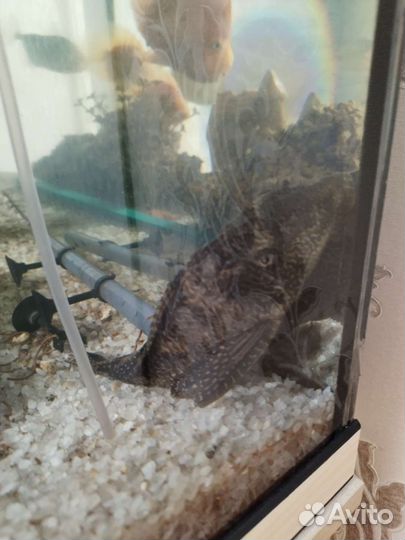 Аквариумные рыбки, аквариум