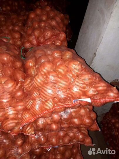 Лук на хранение оптом сорт Тореско