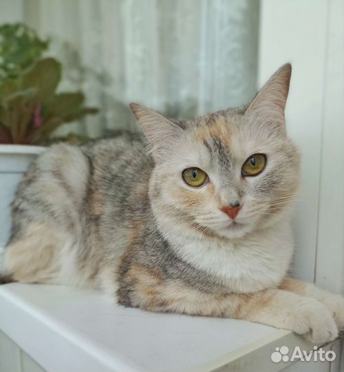 Кошечка в добрые руки