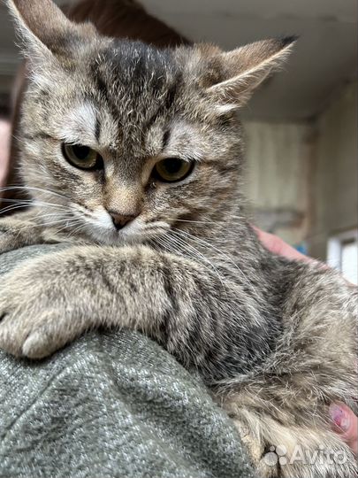 Кошка