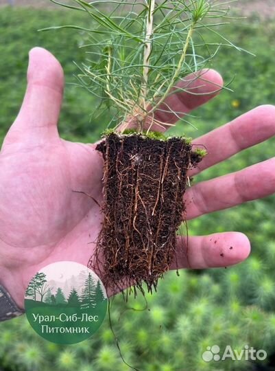 Сеянцы зкс Сосна окс Ель Лиственница Горная