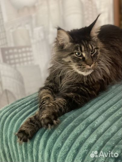 Передержка собак и кошек в домашних условиях