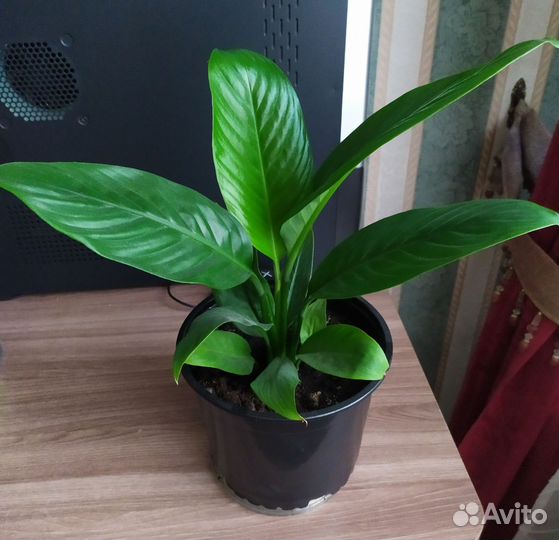 Спатифиллум