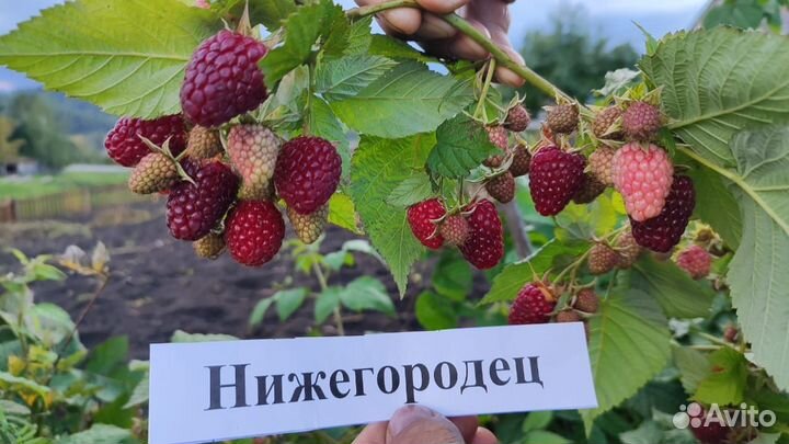 Ремонтантная малина