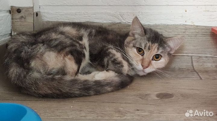 Спасенные кошки Профессора