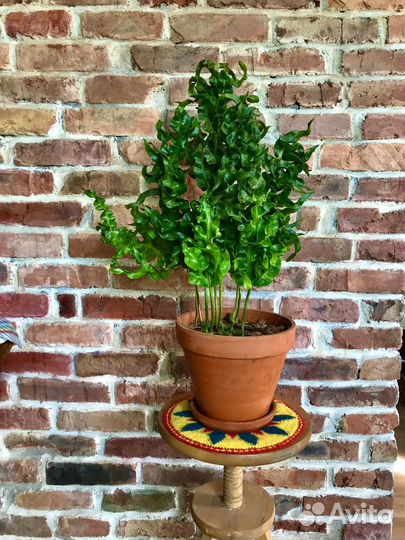 Папоротник микросорум 