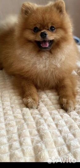 Померанский шпиц вязка кобель