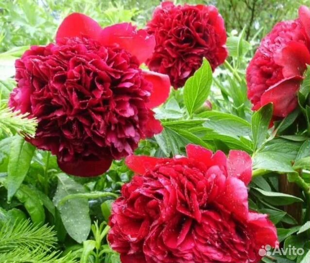 Пионы растения