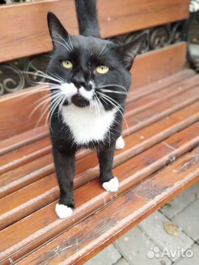 Коть Лапушка