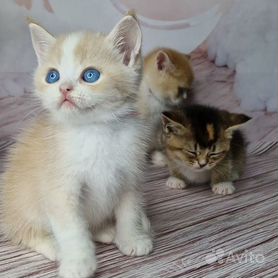 Алтайская кошка дгг