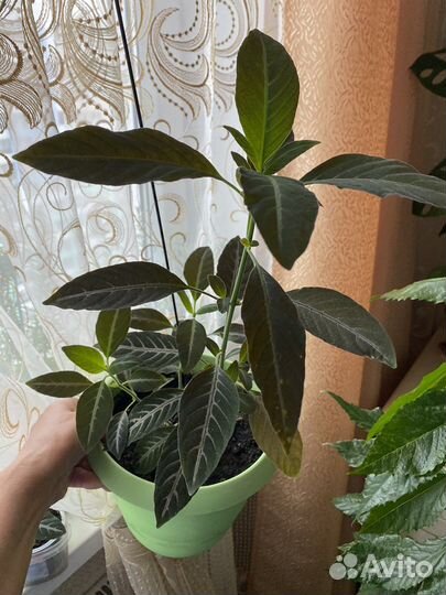 Руэллия - комнатный цветок