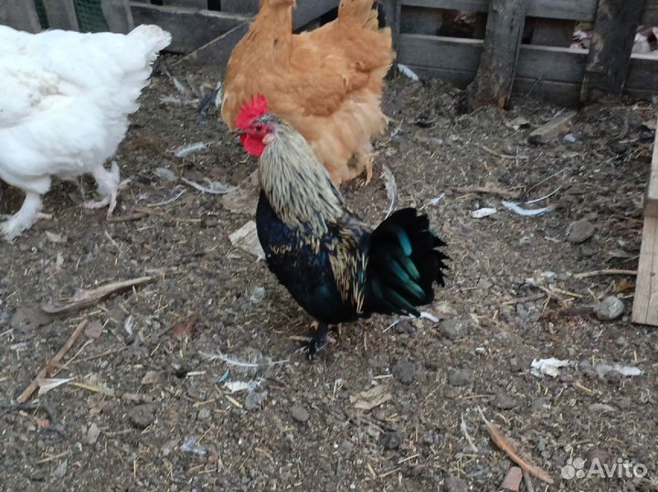 Молодые петушки на племя