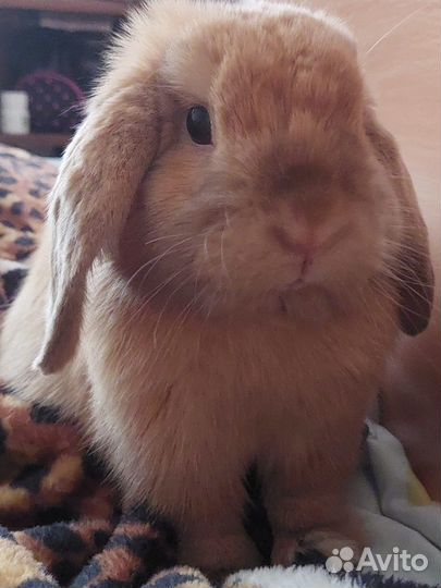 Передержка домашних животных