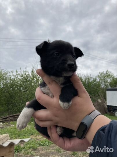 Щенки лайки в дар