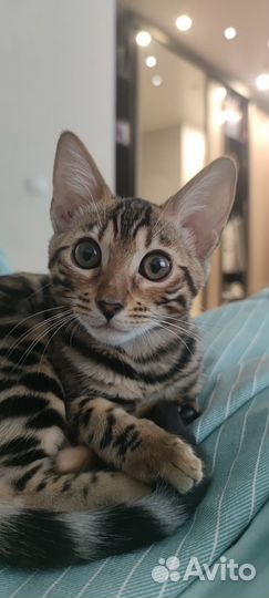 Бенгальские котята