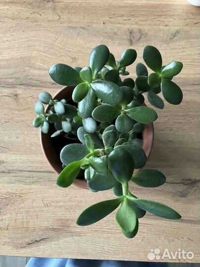 Толстянка или денежное дерево