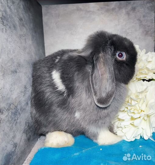 Minilop крольчата