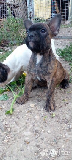 Французские булочки