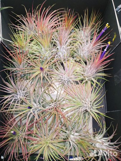 Тилландсии атмосферные