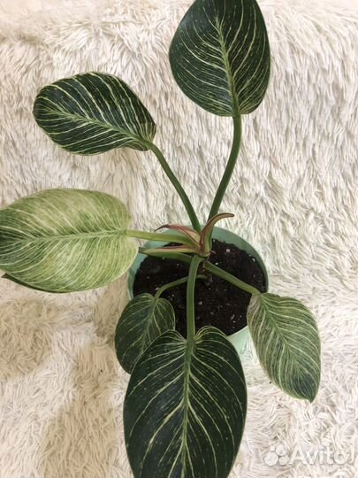 Аглонема 1400