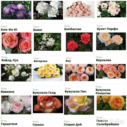 Цветы розы саженцы