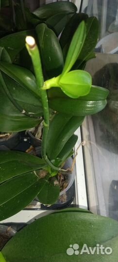 Орхидея фаленопсис