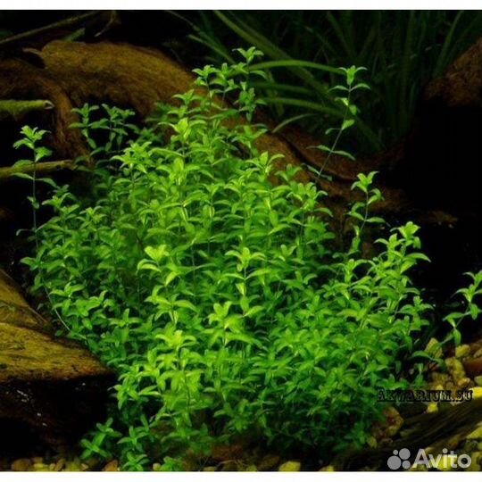 Растение в аквариум