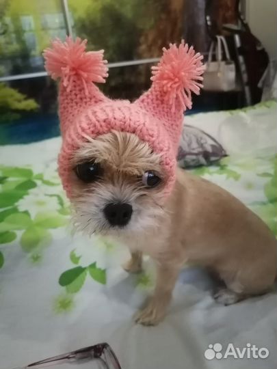 Одежда для животных