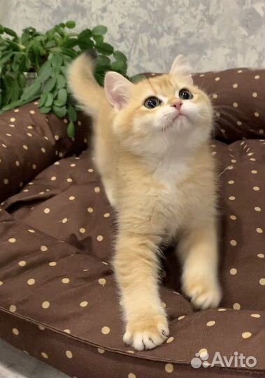 Британские котята золотая шиншилла