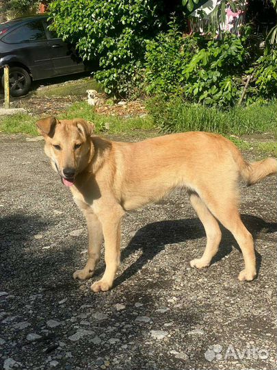 Собака в добрые руки