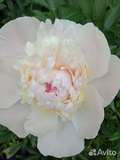 Продам цветы домашние