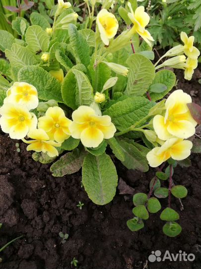 Многолетники