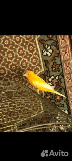 Канарейка и кенар