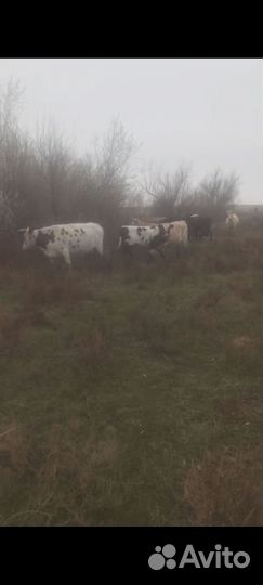 Коровы, телята, бычки