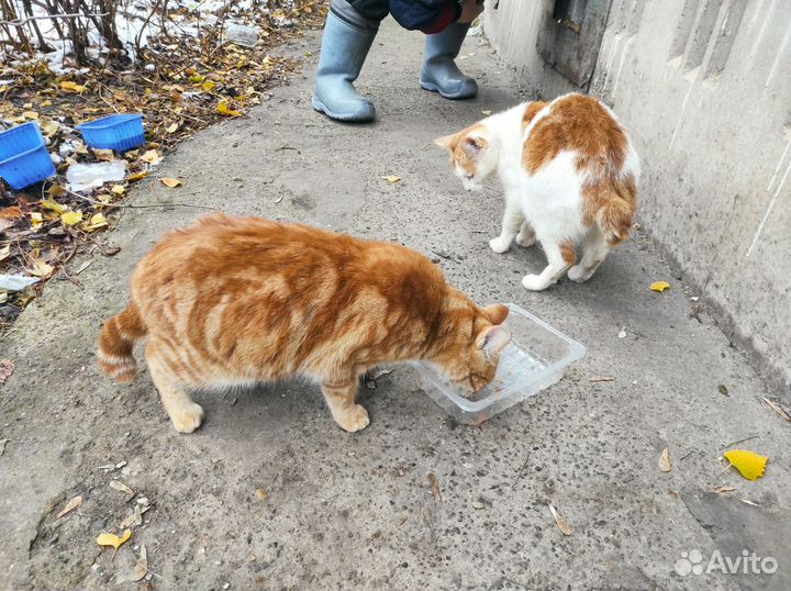 Кошки в добрые руки