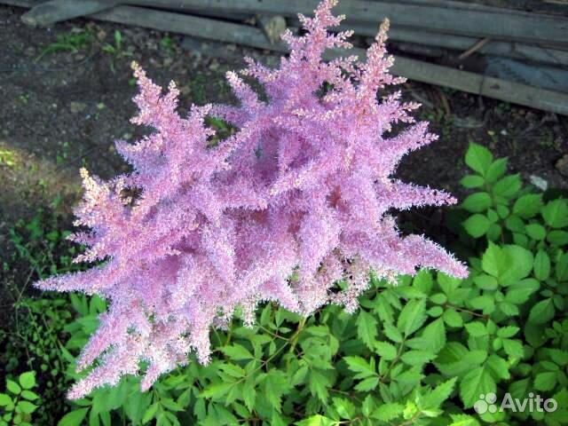 Садовые цветы Астильбы