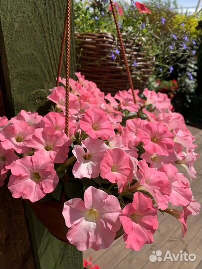 Петуния тайдал