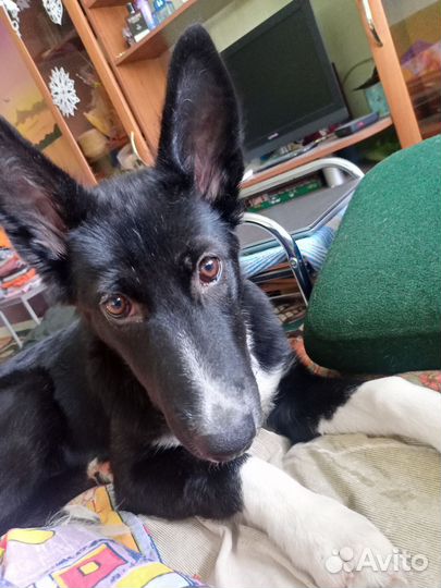 Щенок лайки